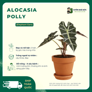 VƯỜN NHÀ ĐỨC ALOCASIA Polly