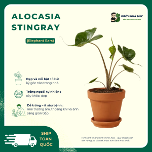 VƯỜN NHÀ ĐỨC ALOCASIA Stingray