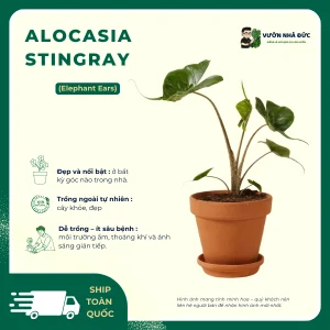 VƯỜN NHÀ ĐỨC ALOCASIA Stingray
