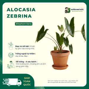 VƯỜN NHÀ ĐỨC ALOCASIA Zebrina