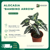 VƯỜN NHÀ ĐỨC Alocasia Bambino Arrow