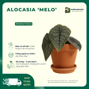VƯỜN NHÀ ĐỨC Alocasia Melo