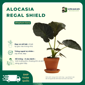 VƯỜN NHÀ ĐỨC Alocasia Regal Shield