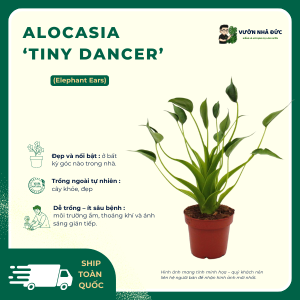 VƯỜN NHÀ ĐỨC Alocasia ‘Tiny Dancer
