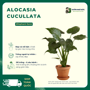 VƯỜN NHÀ ĐỨC Cucullata