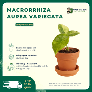 VƯỜN NHÀ ĐỨC Macrorrhiza Aurea Variegata