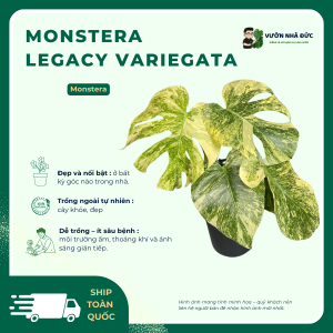 VƯỜN NHÀ ĐỨC Monstera Legacy Variegata