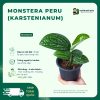 VƯỜN NHÀ ĐỨC Monstera Peru (Karstenianum)