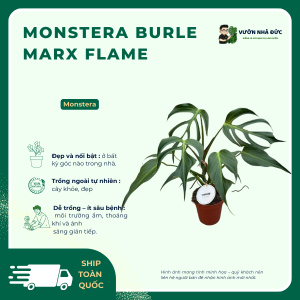 VƯỜN NHÀ ĐỨC Monstera burle marx flame
