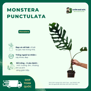 VƯỜN NHÀ ĐỨC Monstera punctulata
