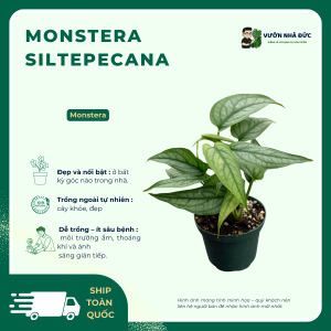 VƯỜN NHÀ ĐỨC Monstera siltepecana