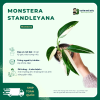 VƯỜN NHÀ ĐỨC Monstera standleyana