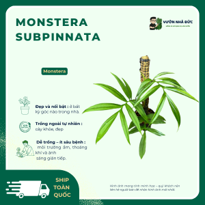 VƯỜN NHÀ ĐỨC Monstera subpinnata