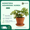 VƯỜN NHÀ ĐỨC Monsteras Adansonii Aurea