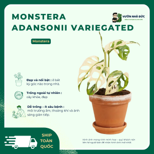 VƯỜN NHÀ ĐỨC Monsteras Adansonii Variegated