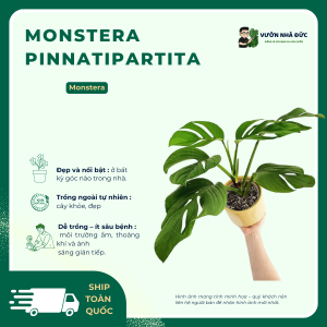 VƯỜN NHÀ ĐỨC Monsteras Pinnatipartita