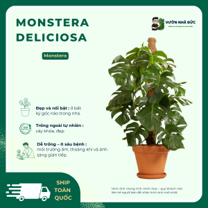 VƯỜN NHÀ ĐỨC Monstera Deliciosa