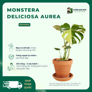 VƯỜN NHÀ ĐỨC Monstera Deliciosa Aurea