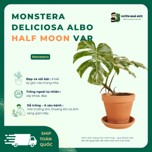 VƯỜN NHÀ ĐỨC Monstera Deliciosa Var Albo