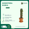 VƯỜN NHÀ ĐỨC Monstera Dubia