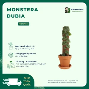 VƯỜN NHÀ ĐỨC Monstera Dubia