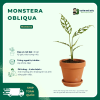Monstera Obliqua