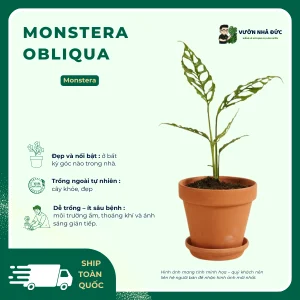 Monstera Obliqua
