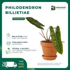 VƯỜN NHÀ ĐỨC Philodendron Billietiae ( Hạc xanh )