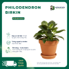 VƯỜN NHÀ ĐỨC Philodendron Birkin
