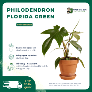 VƯỜN NHÀ ĐỨC Philodendron Florida Green ( Én )
