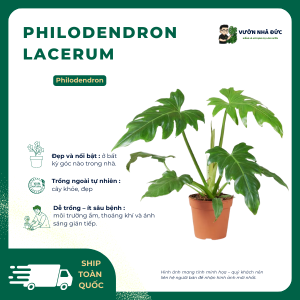 VƯỜN NHÀ ĐỨC Philodendron Lacerum