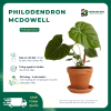 VƯỜN NHÀ ĐỨC Philodendron McDowell