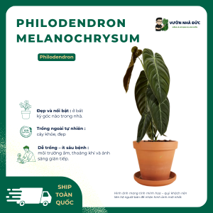 VƯỜN NHÀ ĐỨC Philodendron Melanochrysum