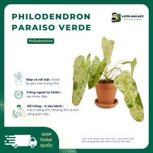 VƯỜN NHÀ ĐỨC Philodendron Paraiso Verde