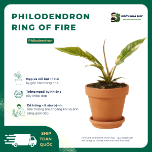 VƯỜN NHÀ ĐỨC Philodendron Ring of Fire