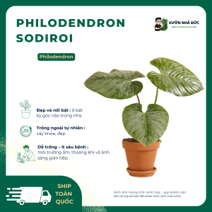 VƯỜN NHÀ ĐỨC Philodendron Sodiroi