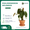VƯỜN NHÀ ĐỨC Philodendron Splendid