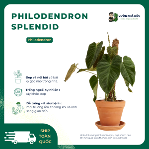 VƯỜN NHÀ ĐỨC Philodendron Splendid