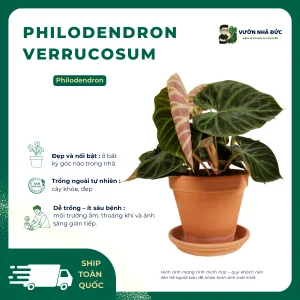 VƯỜN NHÀ ĐỨC Philodendron Verrucosum