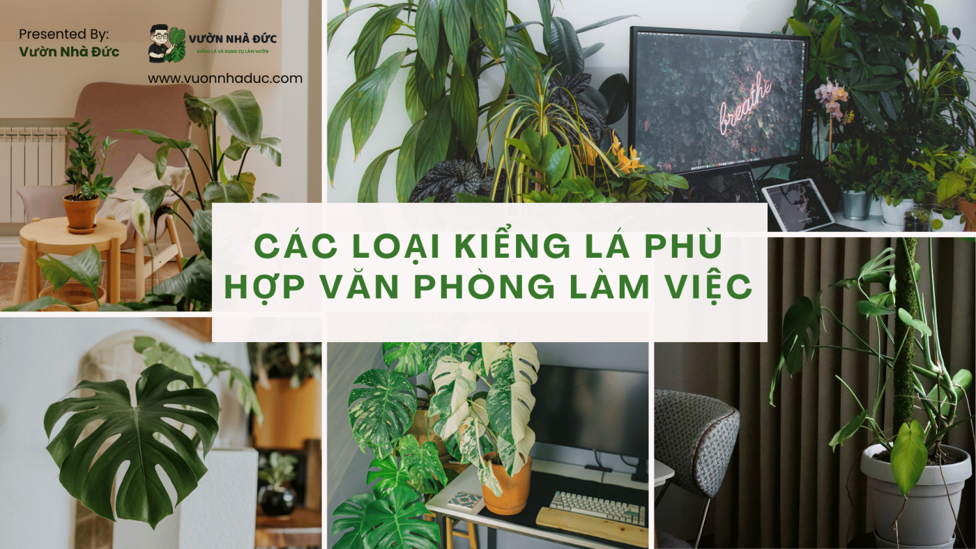 Các loại kiểng lá phù hợp văn phòng làm việc