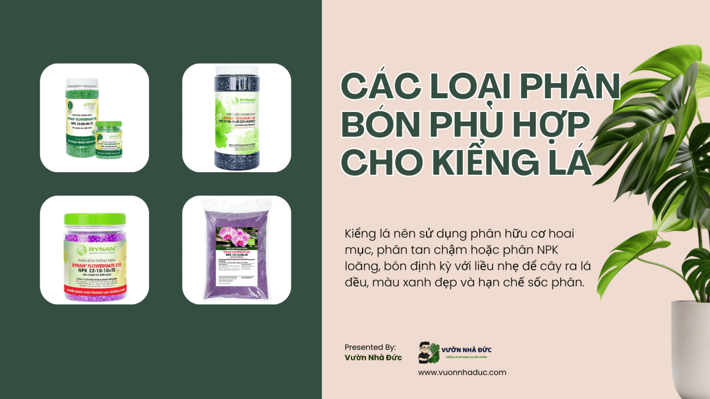Các loại phân bón phù hợp cho kiểng lá