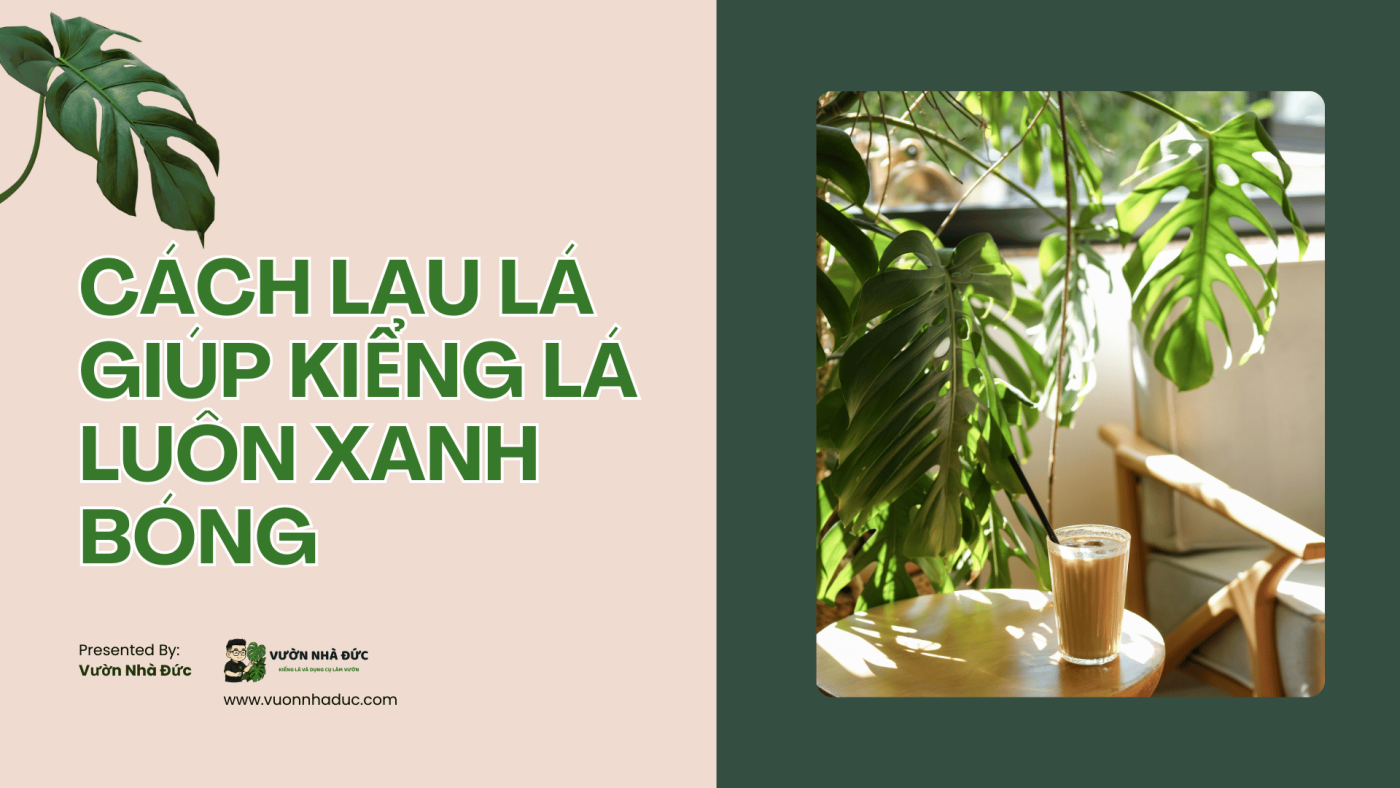 Cách lau lá giúp kiểng lá luôn xanh bóng