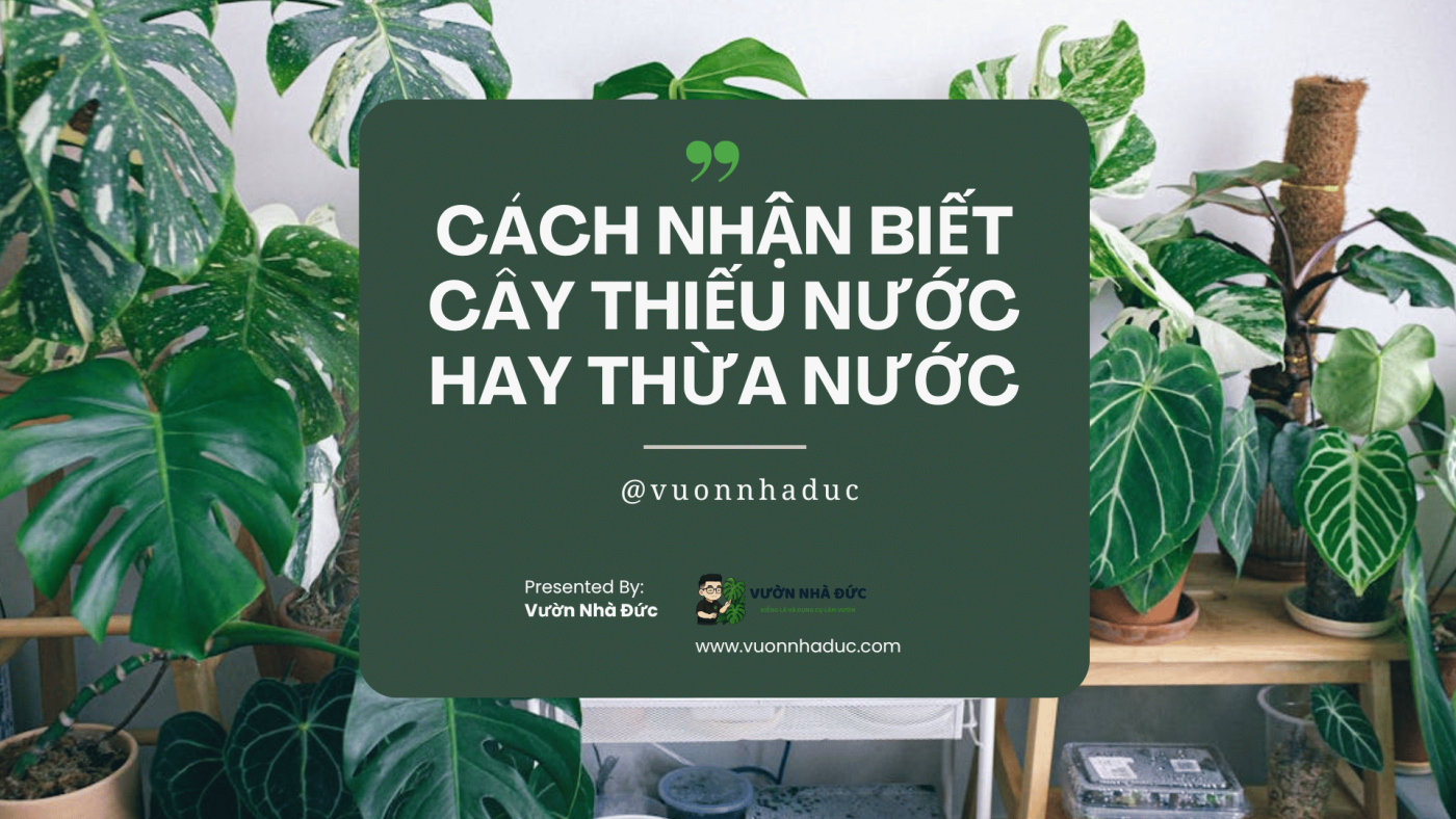 Cách Nhận Biết Cây Thiếu Nước Hay Thừa Nước – Người Chơi Cây Nhìn Là Biết