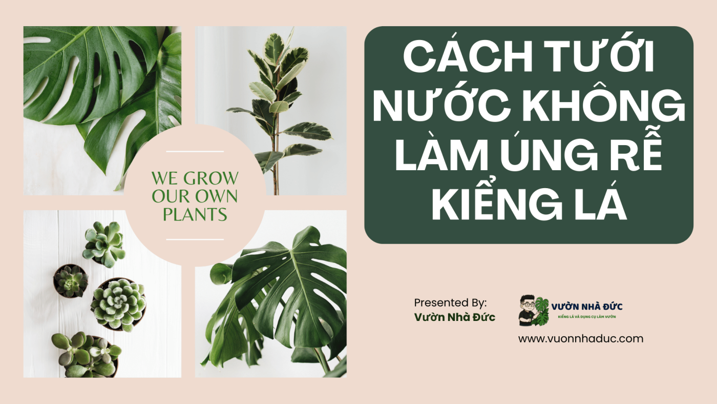 Cách tưới nước không làm úng rễ kiểng lá
