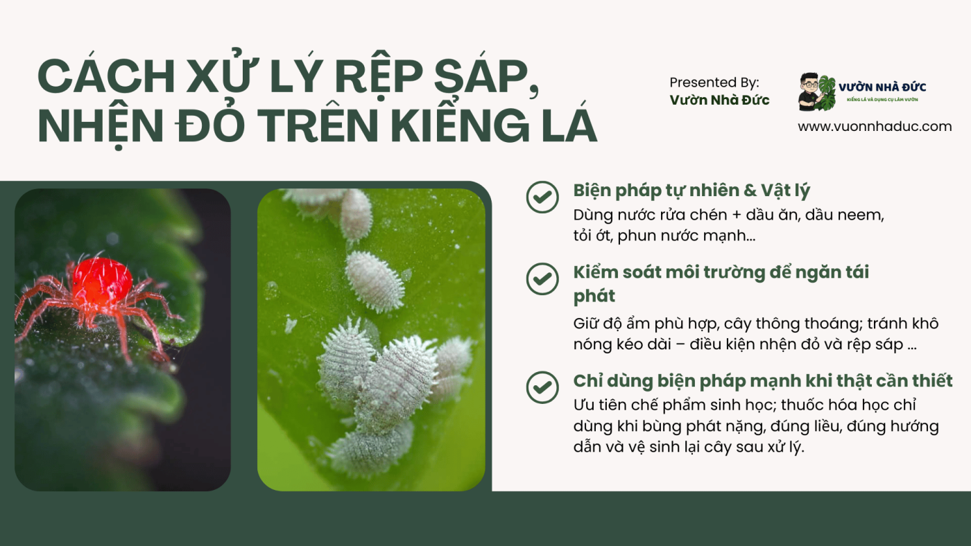Cách xử lý rệp sáp, nhện đỏ trên kiểng lá