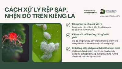 Cách xử lý rệp sáp, nhện đỏ trên kiểng lá