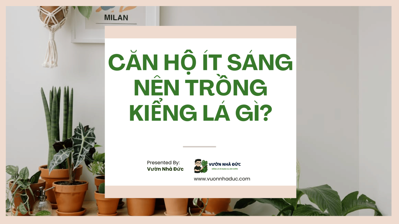 Căn hộ ít sáng nên trồng kiểng lá gì