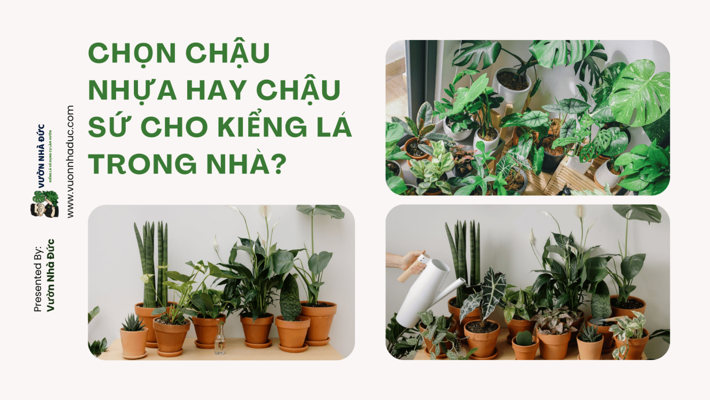 Chọn chậu nhựa hay chậu sứ cho kiểng lá trong nhà