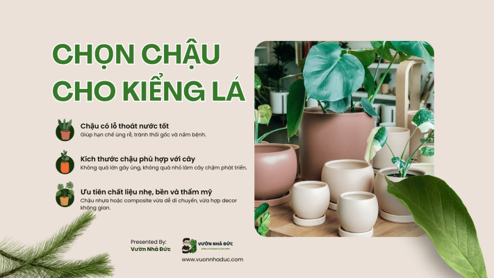 Chọn chậu trồng kiểng lá_ nhựa, sứ hay xi măng