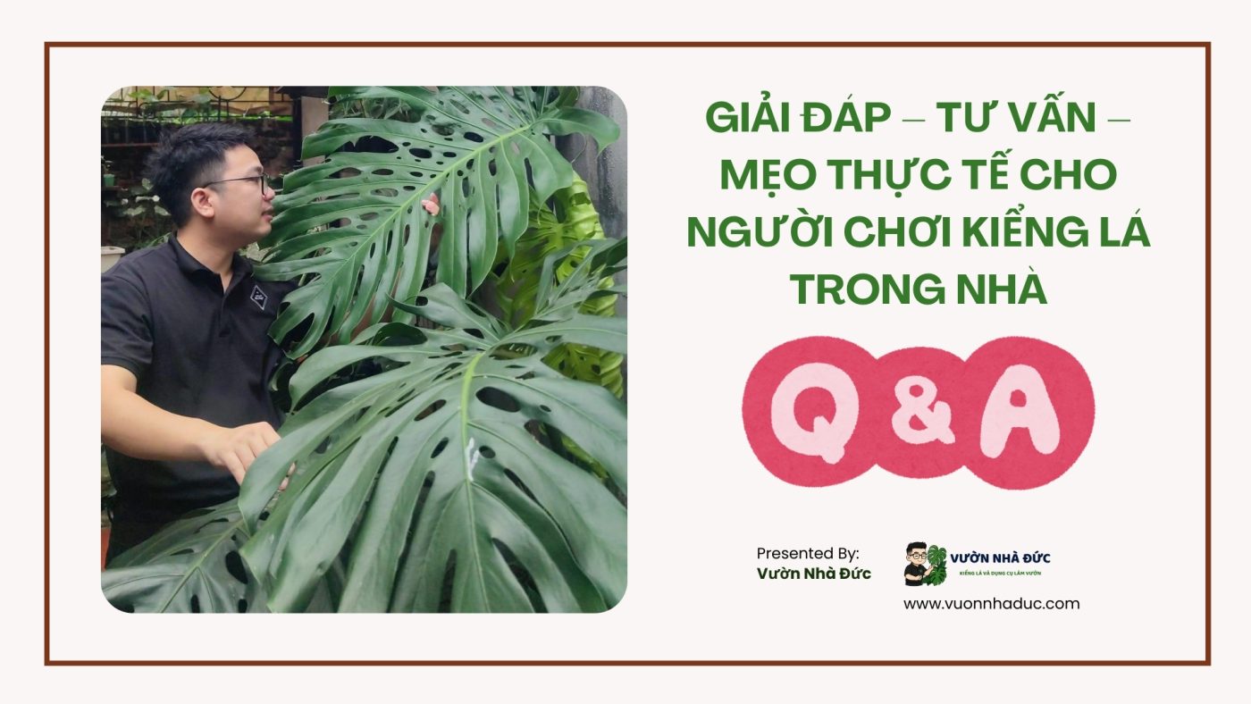 Giải Đáp – Tư Vấn – Mẹo Thực Tế Cho Người Chơi Kiểng Lá Trong Nhà